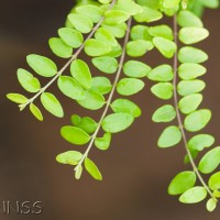 Wilson's Honeysuckle